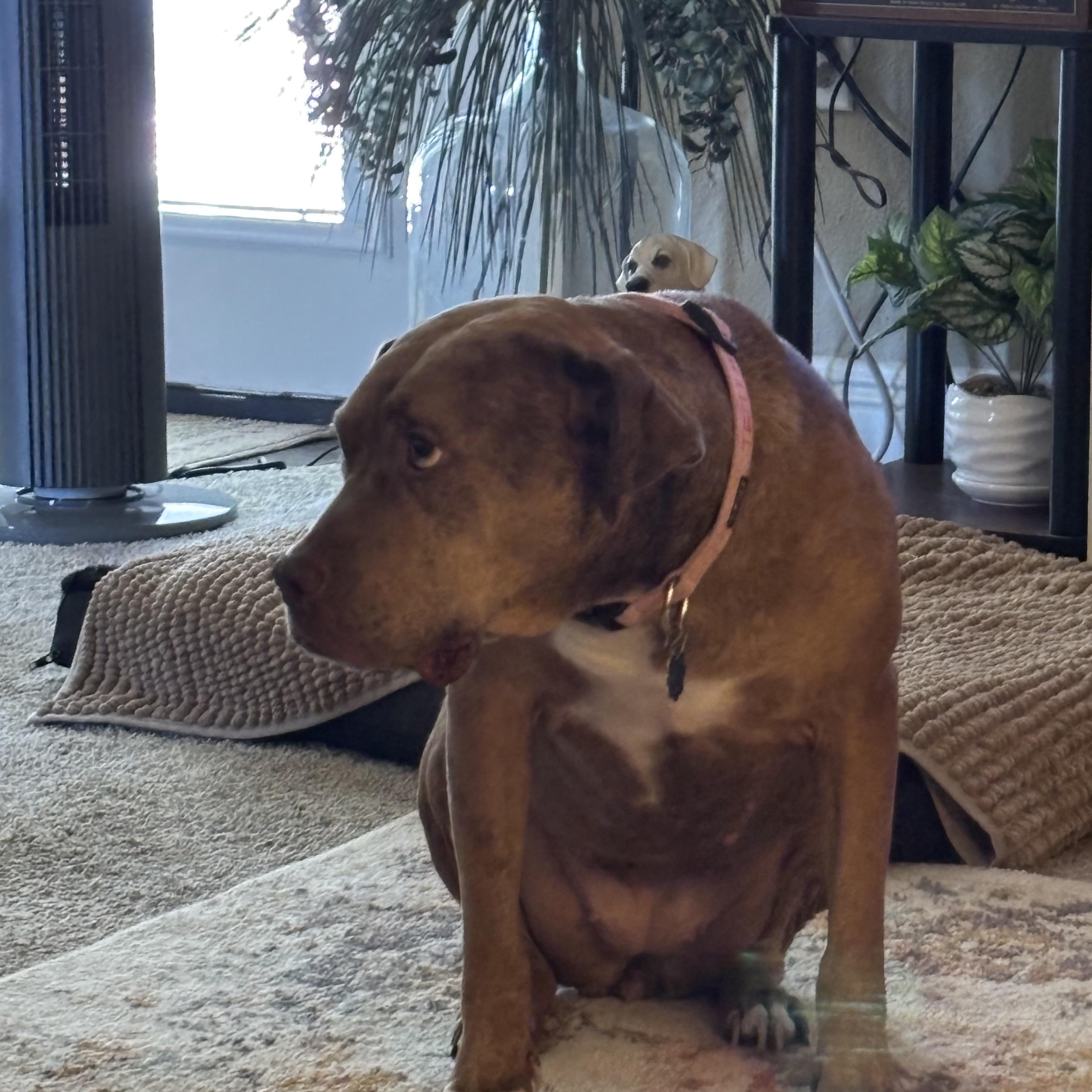 Enlarge Teyha, a ADOPTABLE mixed breed in Baker, LA image 2/4