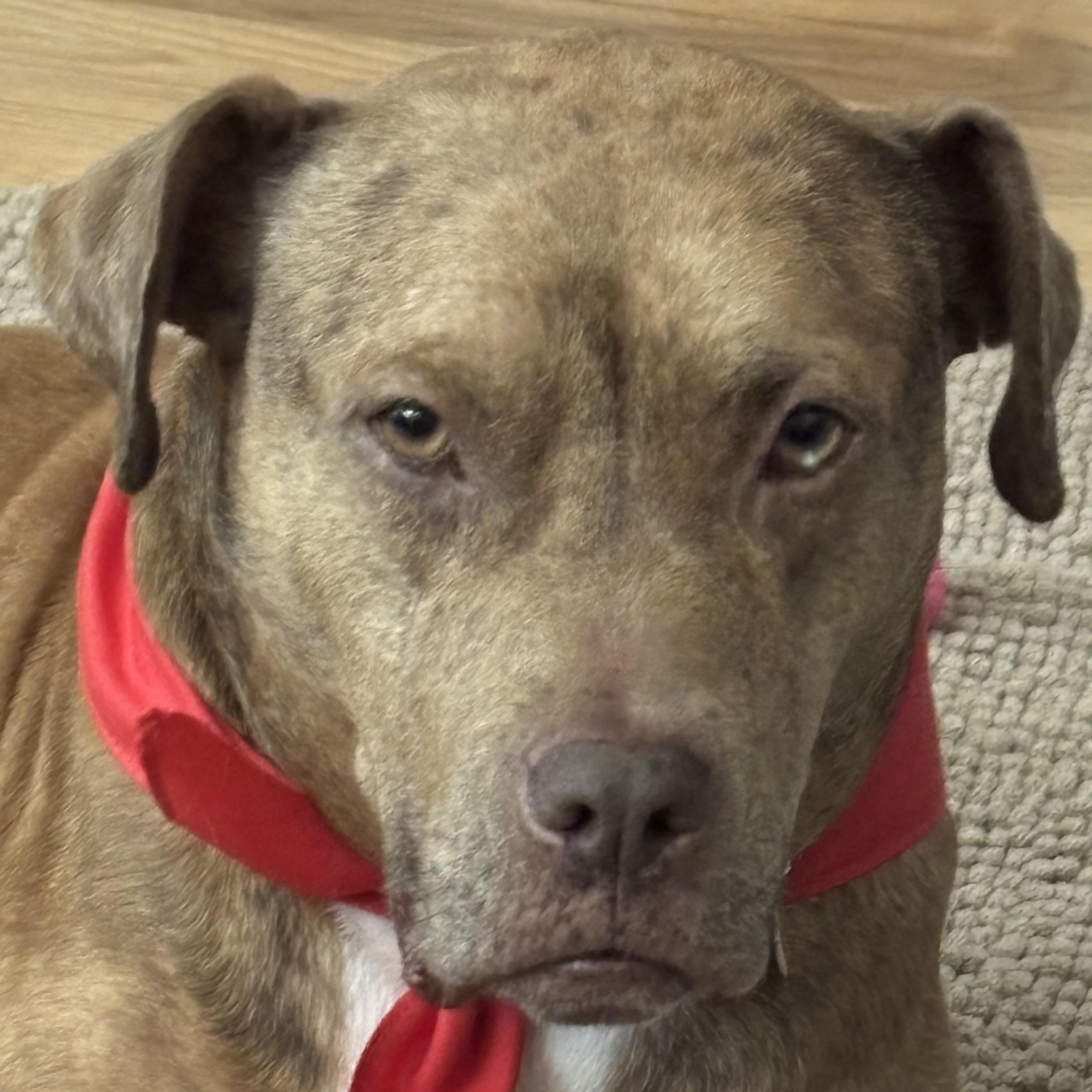 Enlarge Teyha, a ADOPTABLE mixed breed in Baker, LA image 3/4