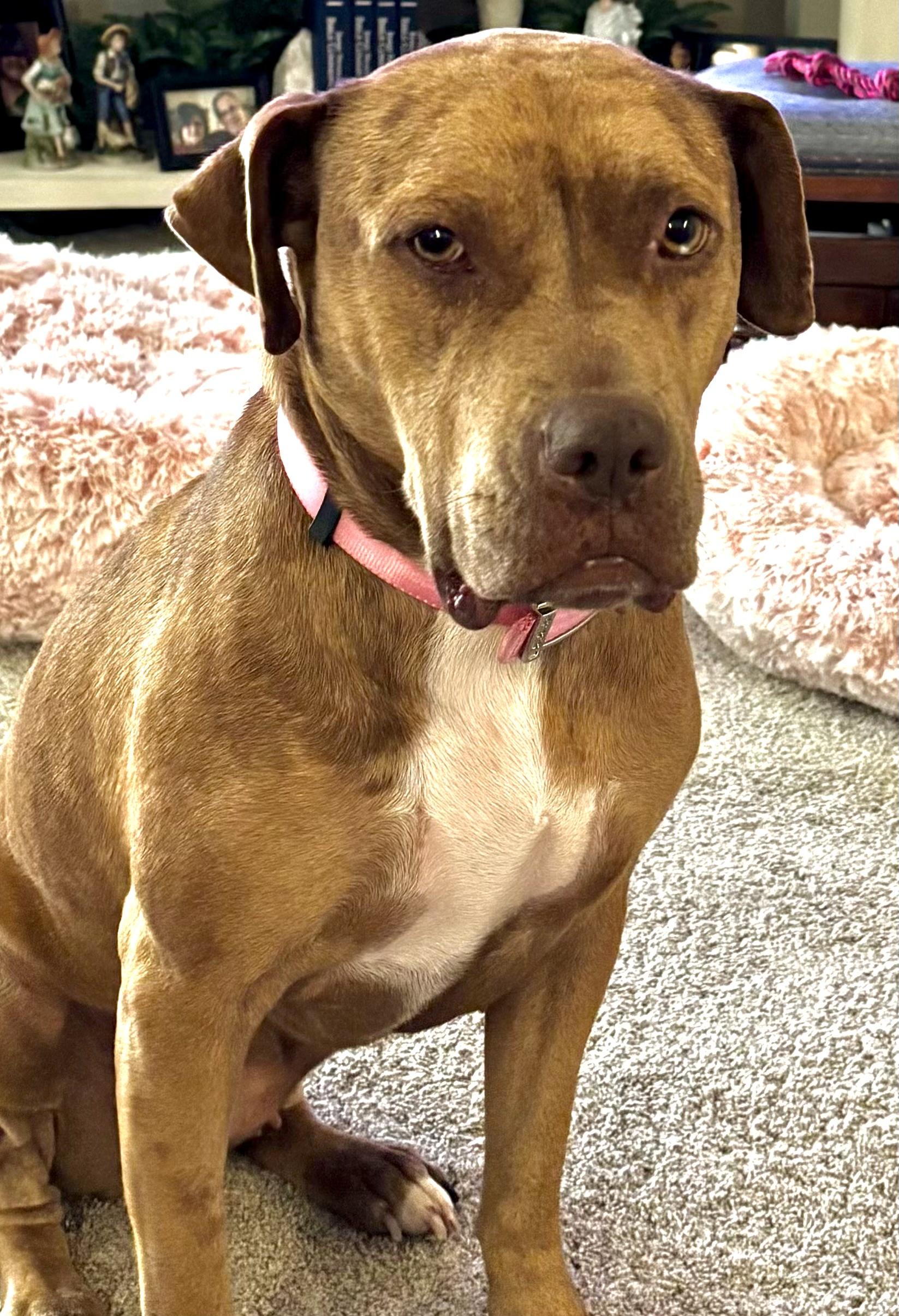 Enlarge Teyha, a ADOPTABLE mixed breed in Baker, LA image 1/4