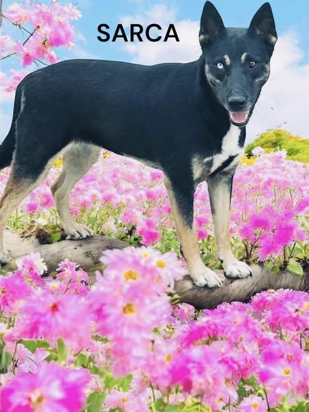 Sarca