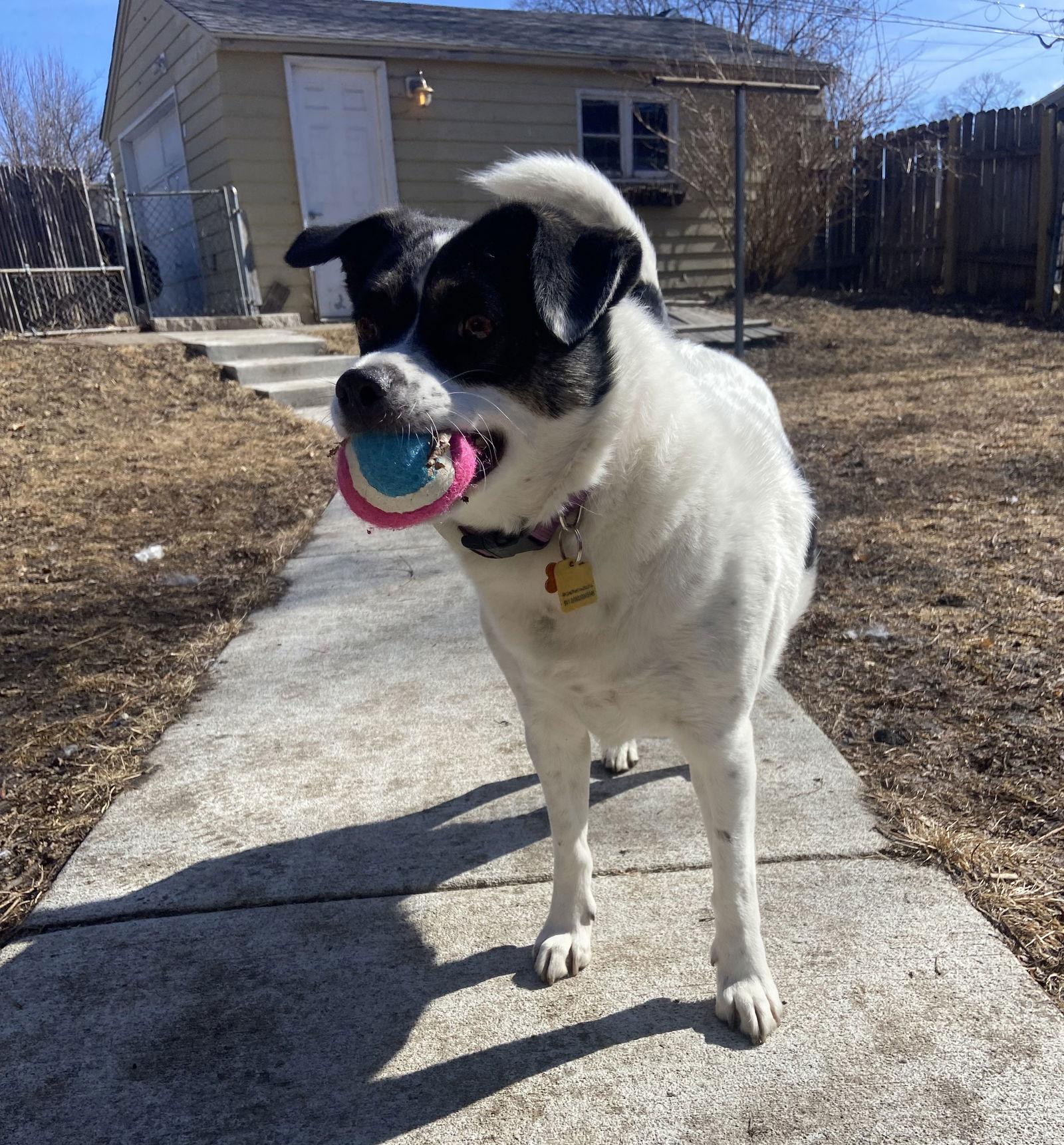 Rza, a Adoptable Australian Cattle Dog / Blue Heeler in Crystal, MN image 1/3