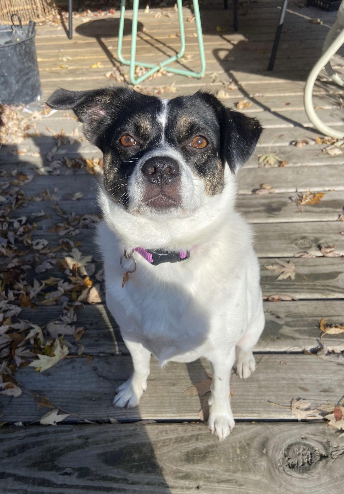 Rza, a Adoptable Australian Cattle Dog / Blue Heeler in Crystal, MN image 2/3