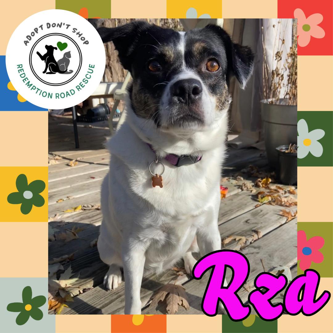 Rza, a Adoptable Australian Cattle Dog / Blue Heeler in Crystal, MN image 3/3