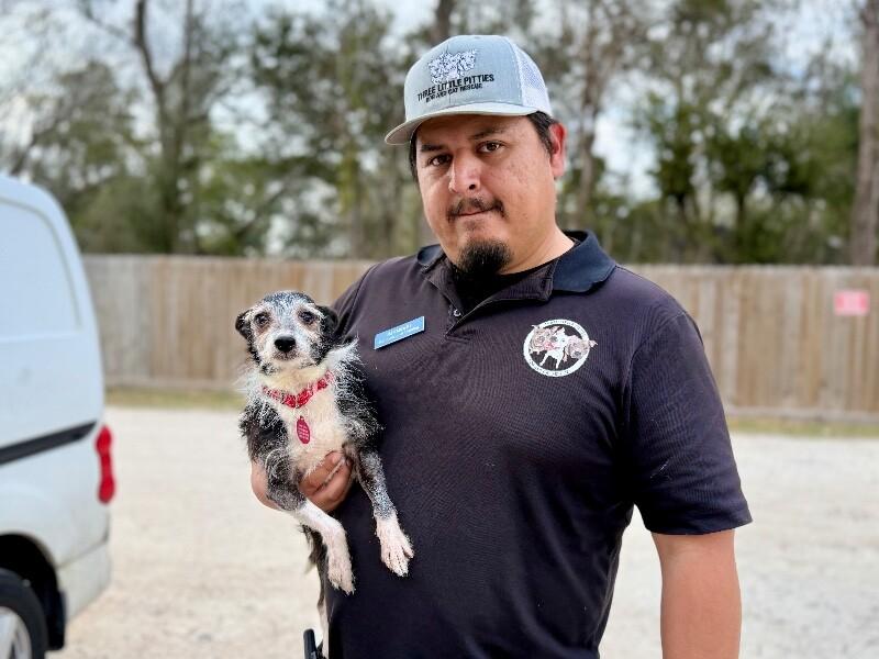 Toto Silver Fox Dream