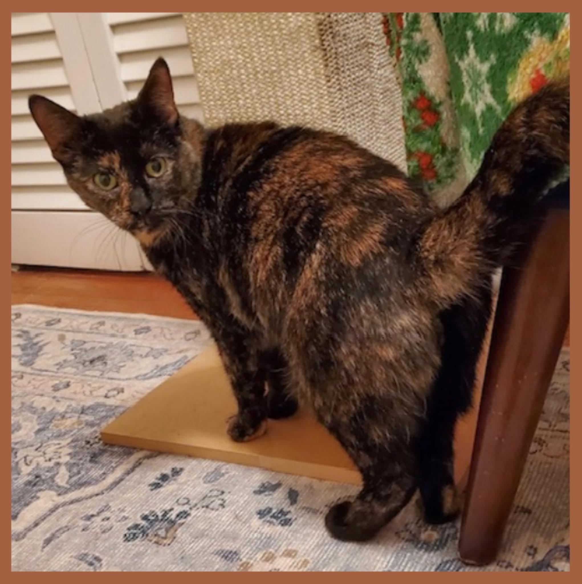 Enlarge Aida (Addie), a ADOPTABLE Tortoiseshell in Lansdowne, PA image 1/1