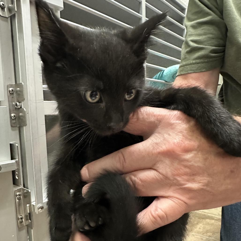 Tairn "T-air-n", Adoptable, Kitten Male Domestic Medium Hair.