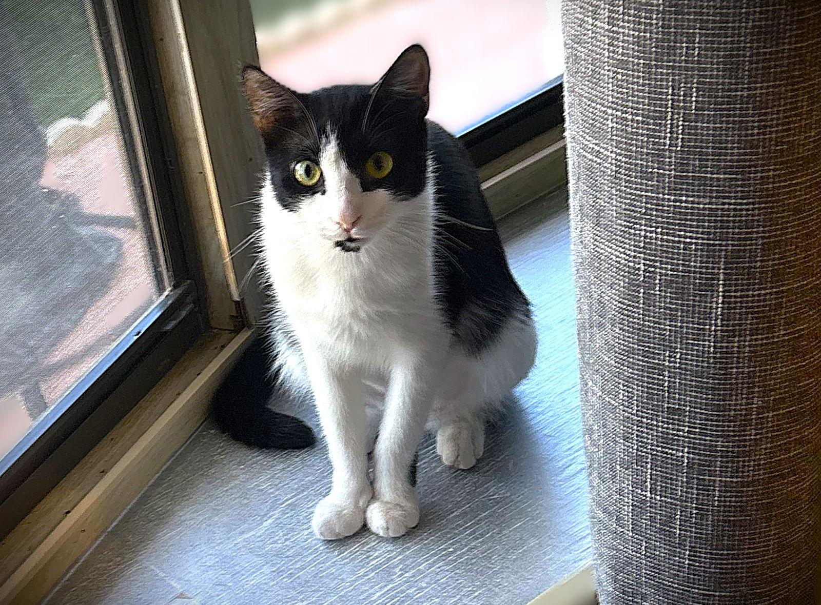 Lily Pulitzer, Adoptable, Adult Female Domestic Short Hair.