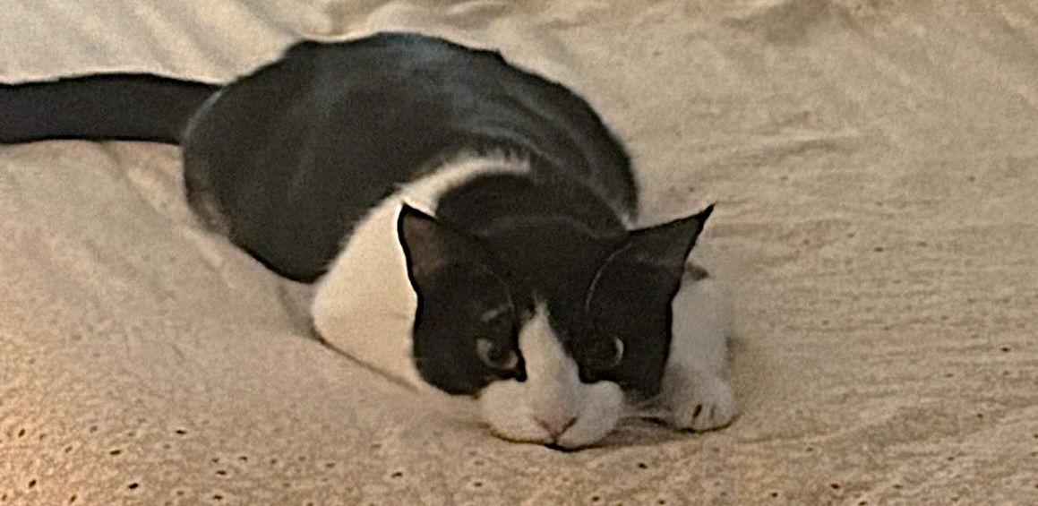 Lily Pulitzer, a Adoptable Domestic Short Hair in Fort Myers, FL image 2/2