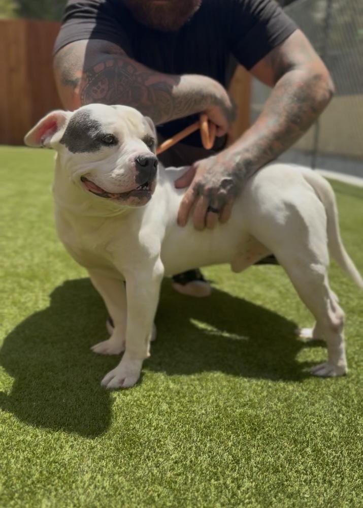 Enlarge Porky, a Adoptable mixed breed in ventura, CA image 1/2