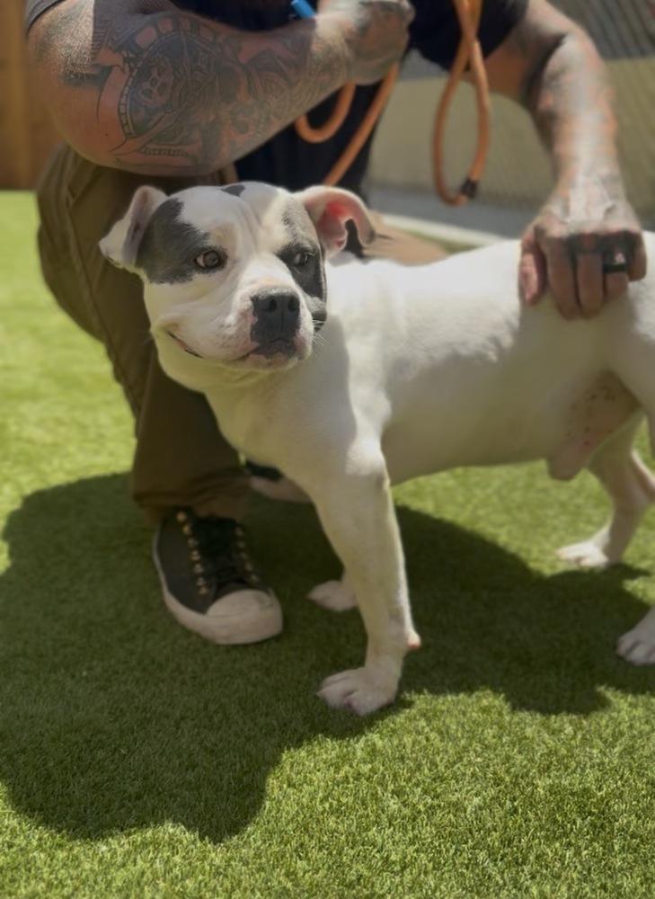 Enlarge Porky, a Adoptable mixed breed in ventura, CA image 2/2