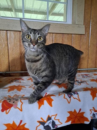 Bob, an adoptable American Shorthair, Domestic Short Hair in Manning, SC, 29102 | Photo Image 1
