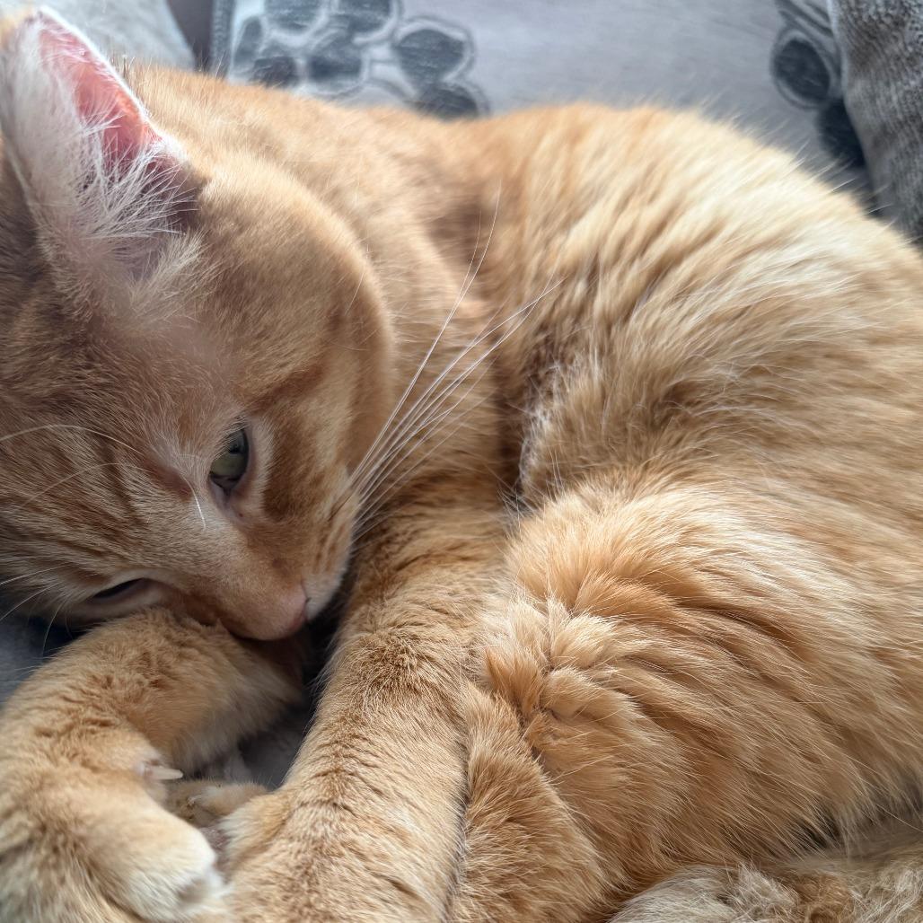 Enlarge Silas, a Adoptable Domestic Short Hair in Indianapolis, IN image 1/5