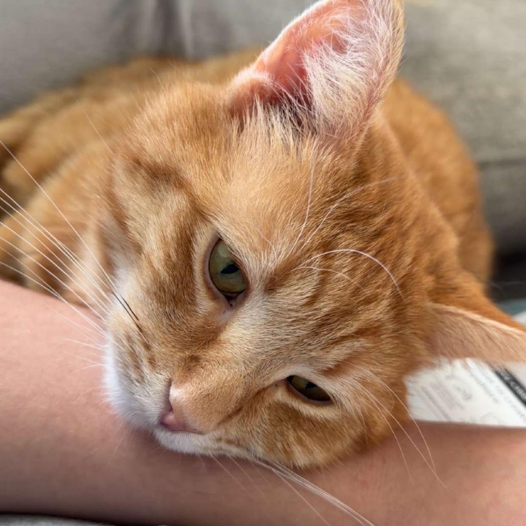 Enlarge Silas, a Adoptable Domestic Short Hair in Indianapolis, IN image 2/5