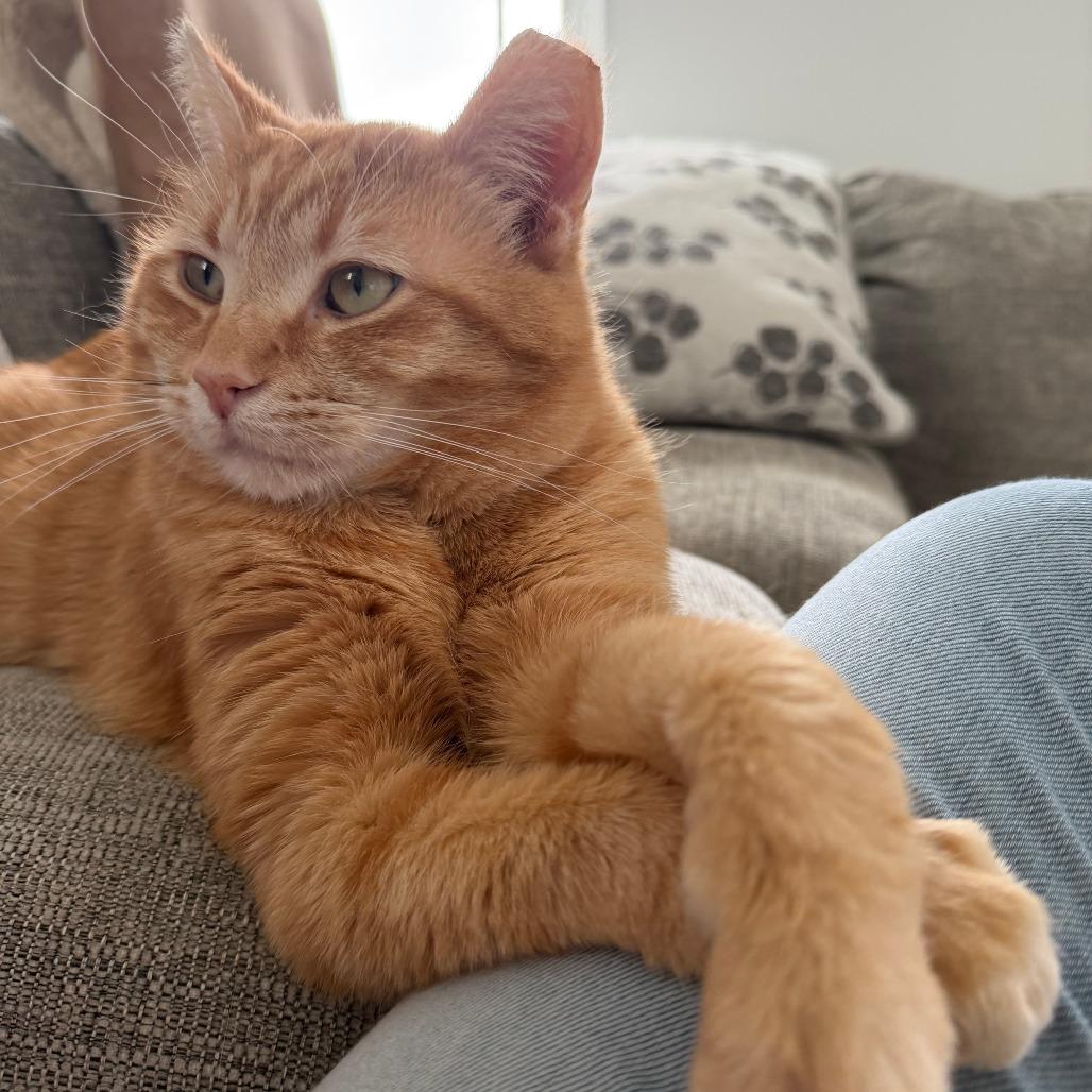 Enlarge Silas, a Adoptable Domestic Short Hair in Indianapolis, IN image 3/5