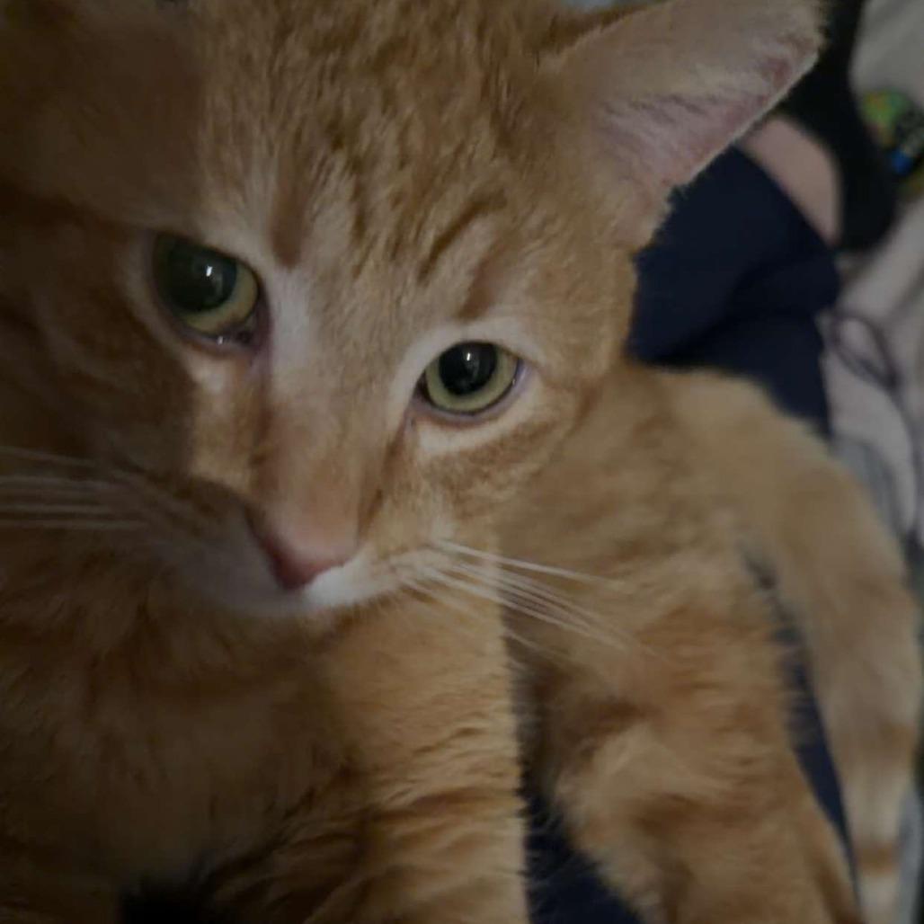 Enlarge Silas, a Adoptable Domestic Short Hair in Indianapolis, IN image 4/5