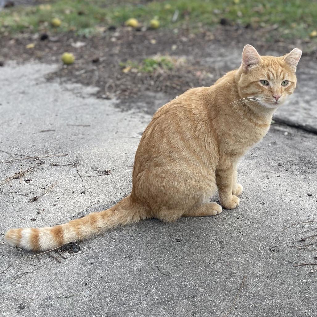 Enlarge Silas, a Adoptable Domestic Short Hair in Indianapolis, IN image 5/5