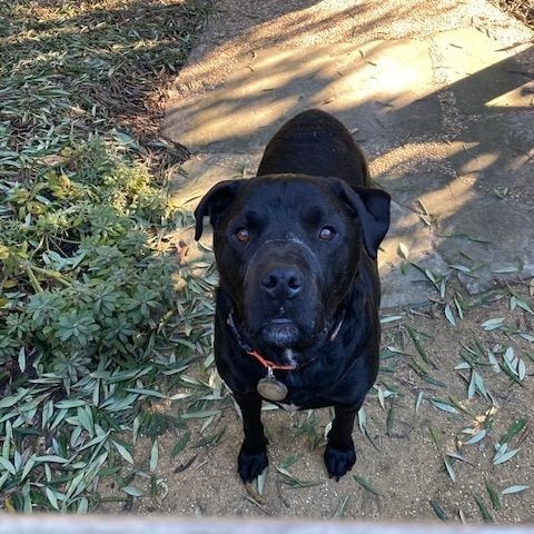 Orso, a Adoptable mixed breed in Half Moon Bay, CA image 2/5