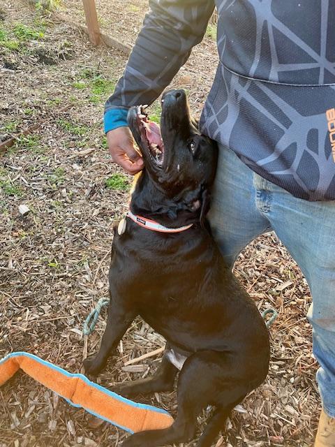 Orso, a Adoptable mixed breed in Half Moon Bay, CA image 4/5