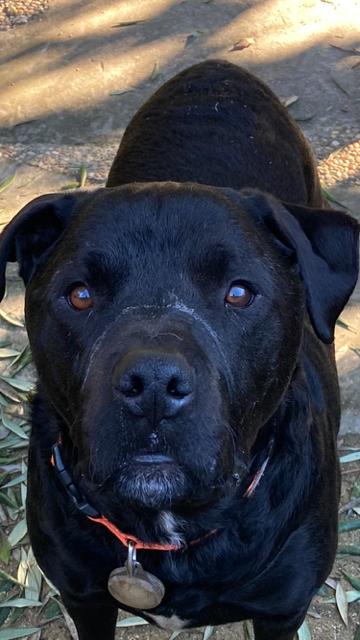 Orso, Adoptable, Adult Male Black Labrador Retriever & Rottweiler.