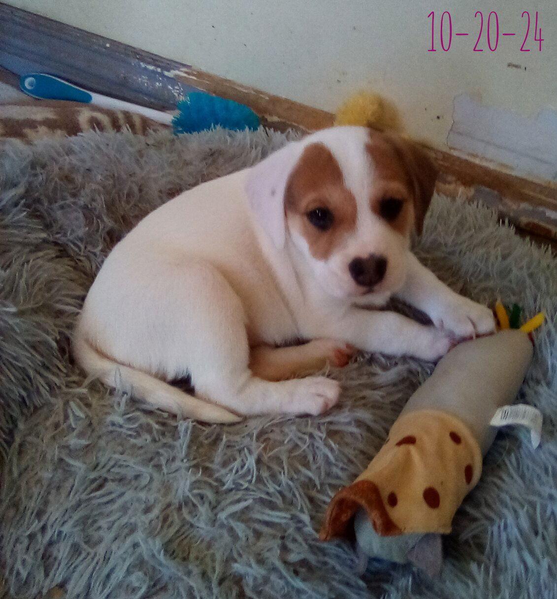 Thelma Lou - of Bea's pups, Adopted, Puppy Female Beagle.