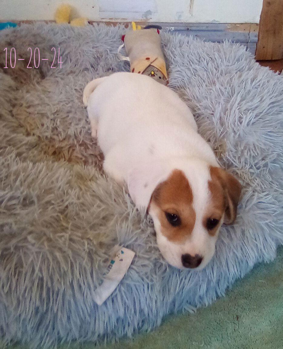 Enlarge Thelma Lou - of Bea's pups, a Adopted Beagle in Apple Valley, CA image 2/3