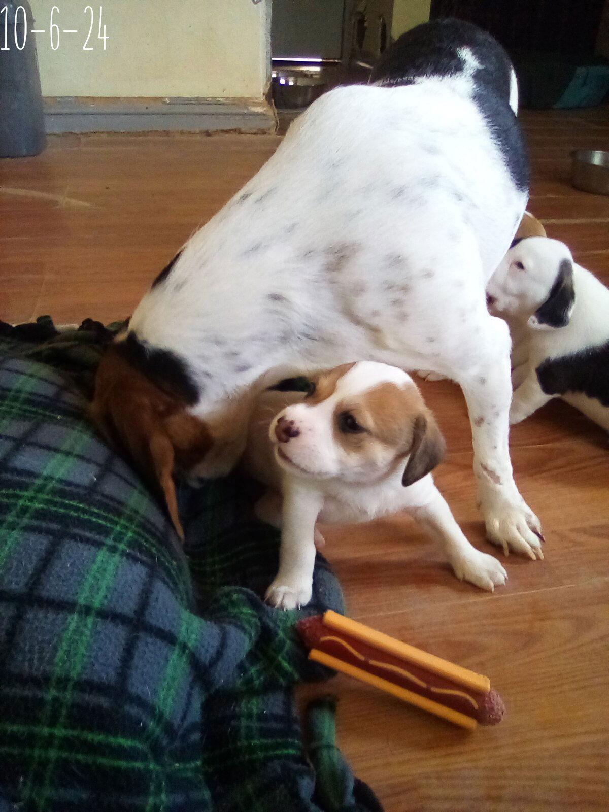 Enlarge Thelma Lou - of Bea's pups, a Adopted Beagle in Apple Valley, CA image 3/3