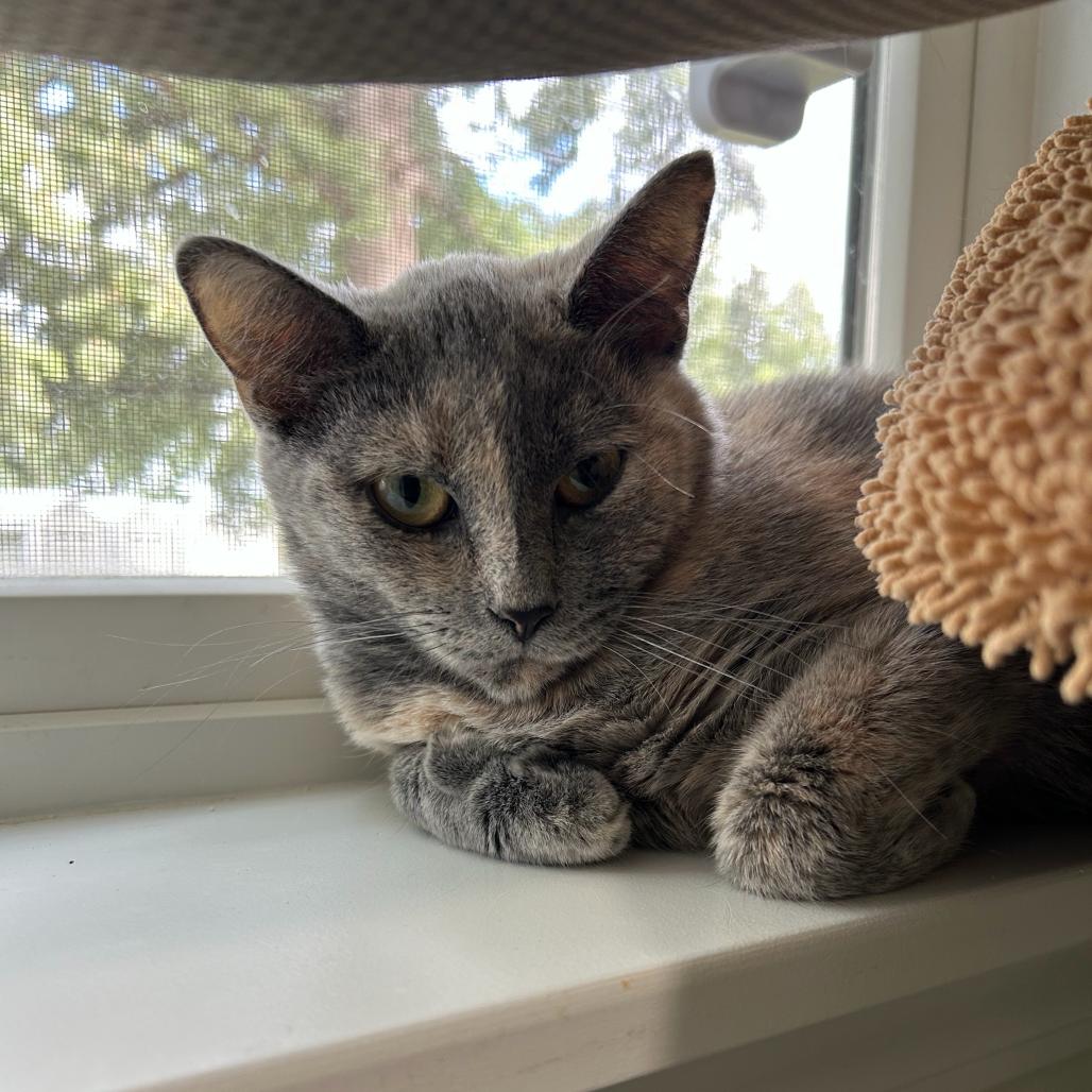 Spud, Adoptable, Young Female Domestic Short Hair.