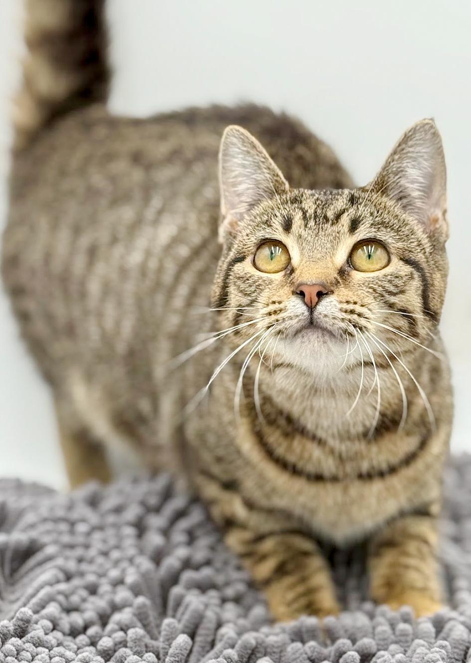 Toffee is terrrific!!!!! FUN FUN FUN and just a love! Video!!, a Adoptable mixed breed in Bedford Hills, NY image 6/6