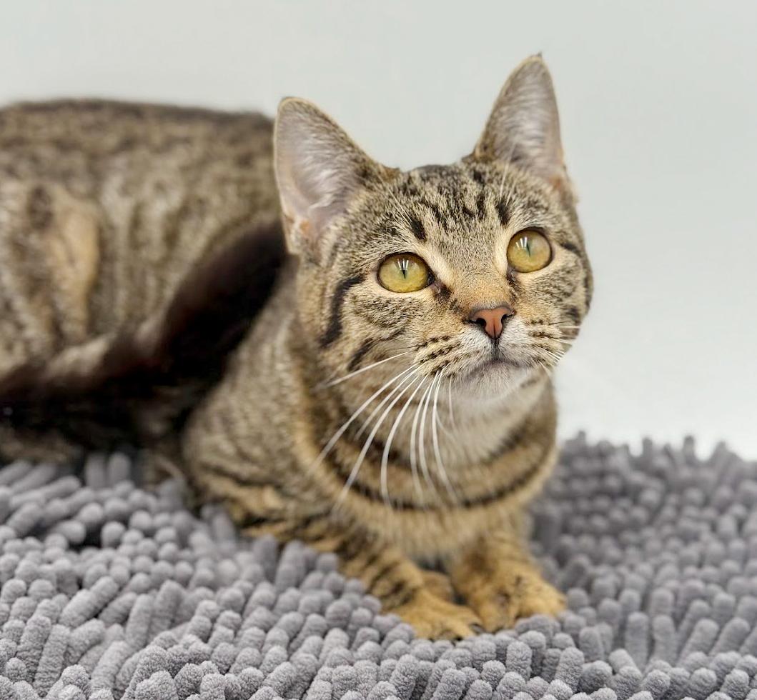 Toffee is terrrific!!!!! FUN FUN FUN and just a love! Video!!, a Adoptable mixed breed in Bedford Hills, NY image 2/6