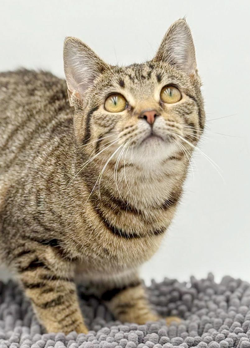 Toffee is terrrific!!!!! FUN FUN FUN and just a love! Video!!, a Adoptable mixed breed in Bedford Hills, NY image 3/6