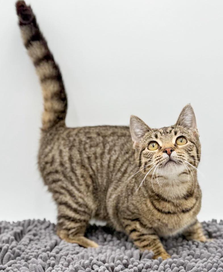 Toffee is terrrific!!!!! FUN FUN FUN and just a love! Video!!, a Adoptable mixed breed in Bedford Hills, NY image 5/6