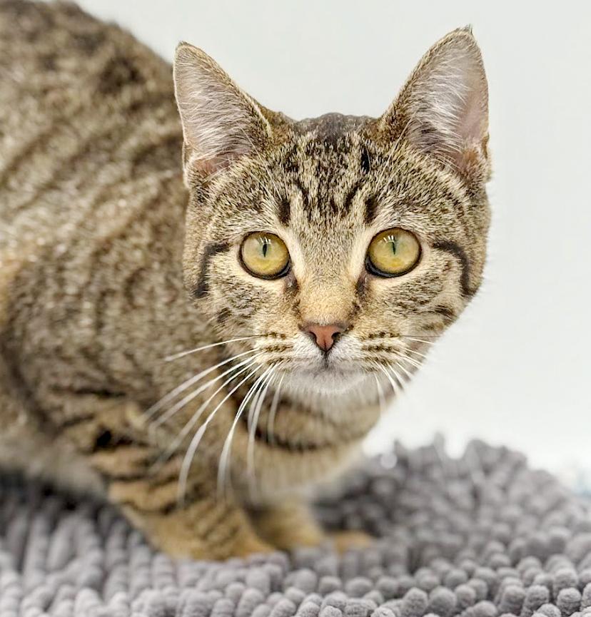 Toffee is terrrific!!!!!  FUN FUN FUN and just a love!  Video!!, Adoptable, Kitten Female Bengal & Tabby.