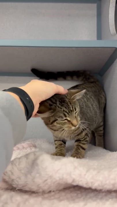 Enlarge Toffee is terrrific!!!!!  FUN FUN FUN and just a love!  Video!!, a Adoptable mixed breed in Bedford Hills, NY video 4/6