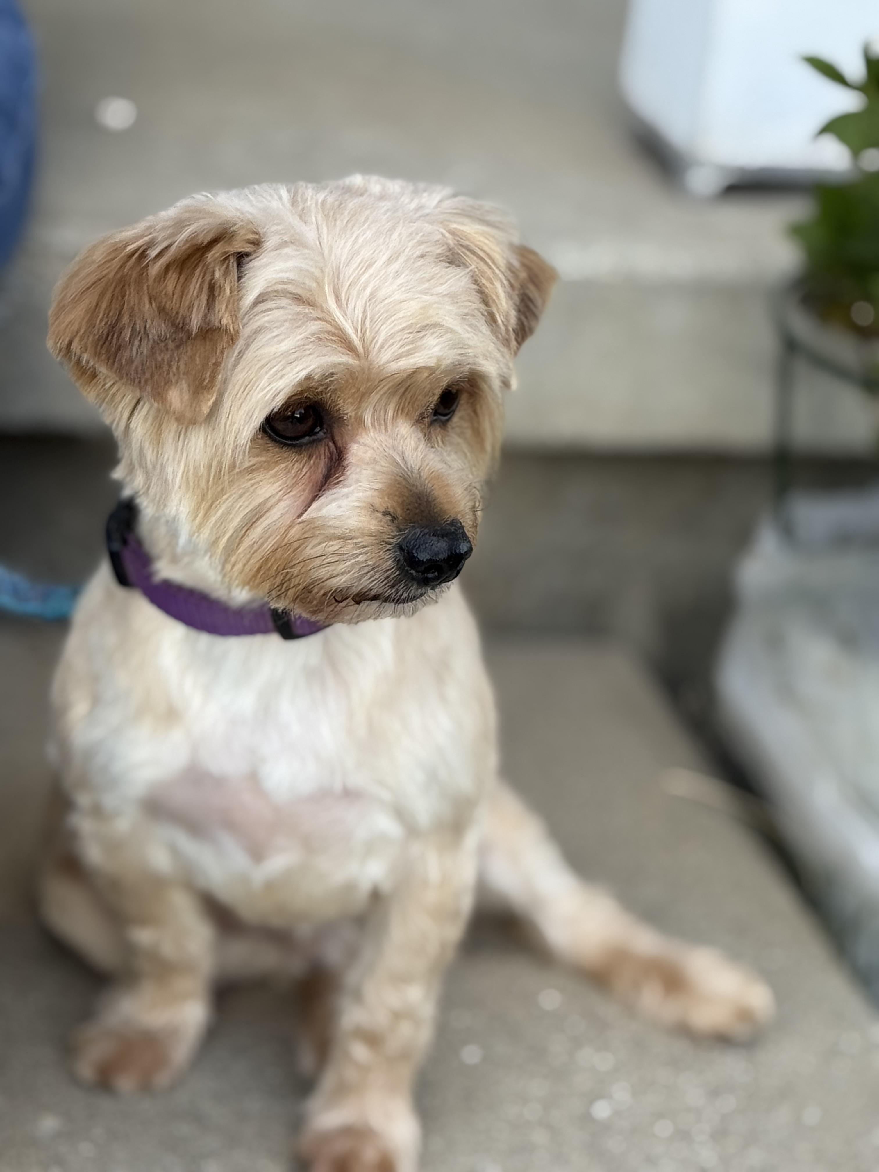 Benji! Happy Boy! thumbnail 4