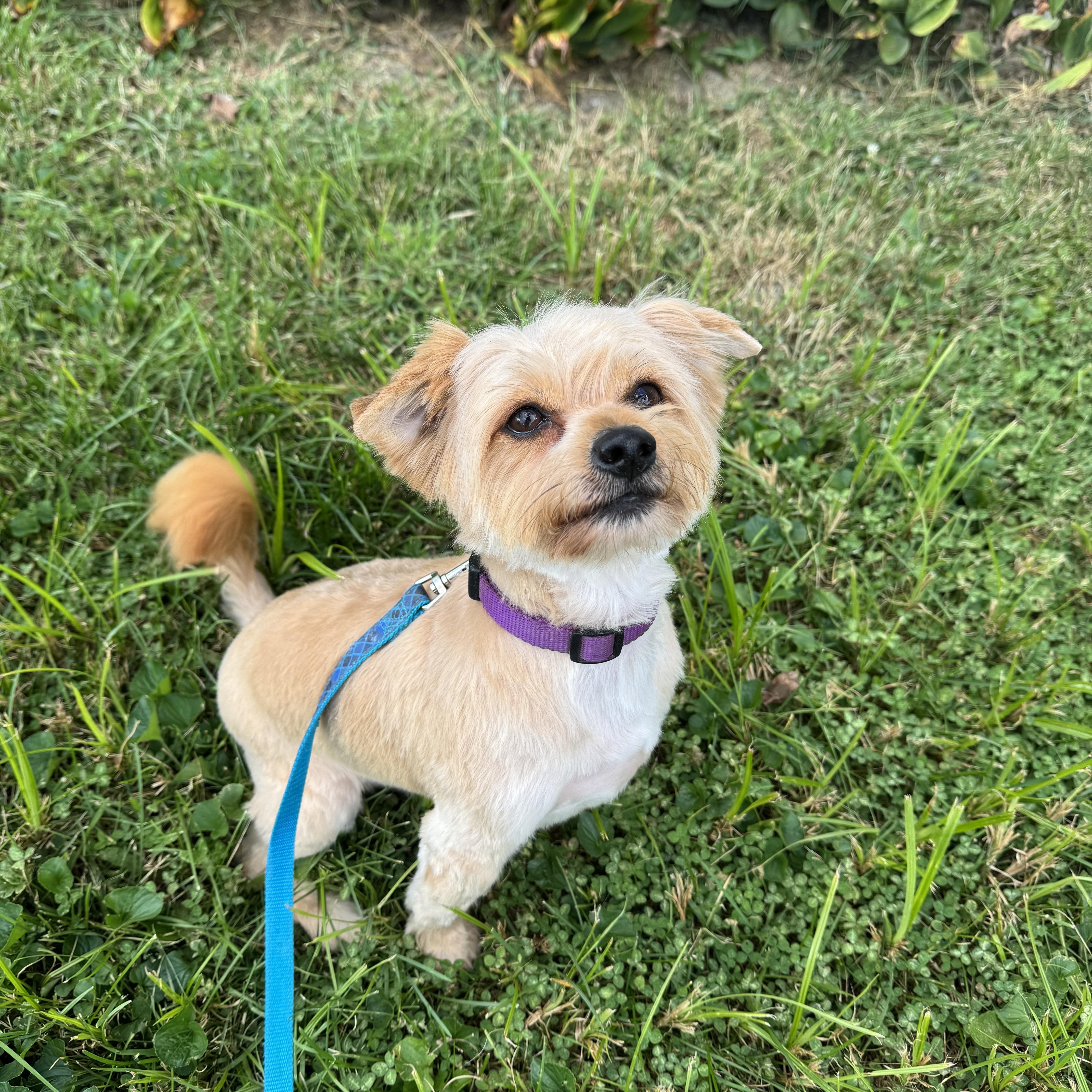 Benji! Happy Boy! thumbnail 5