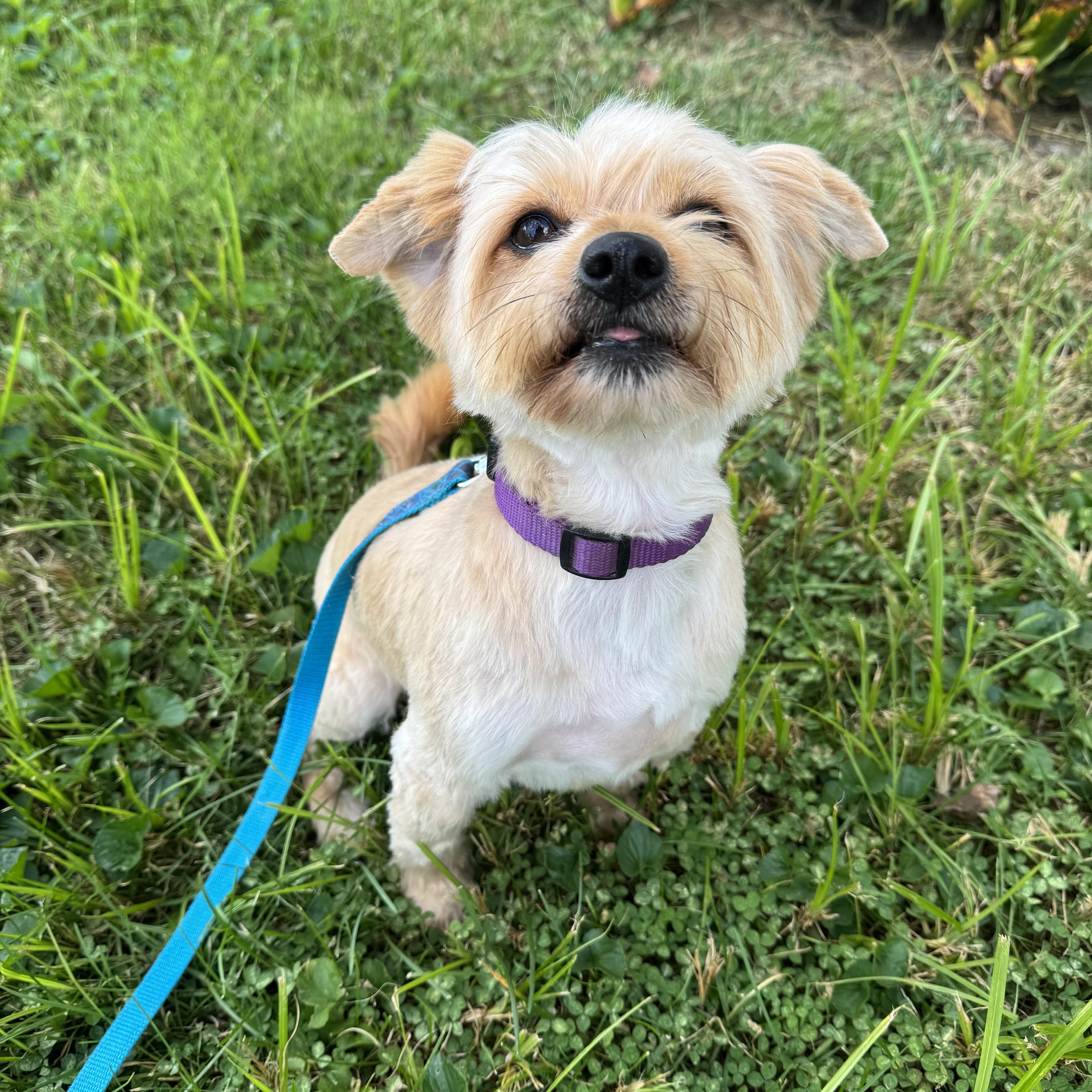 Benji! Happy Boy! thumbnail 6