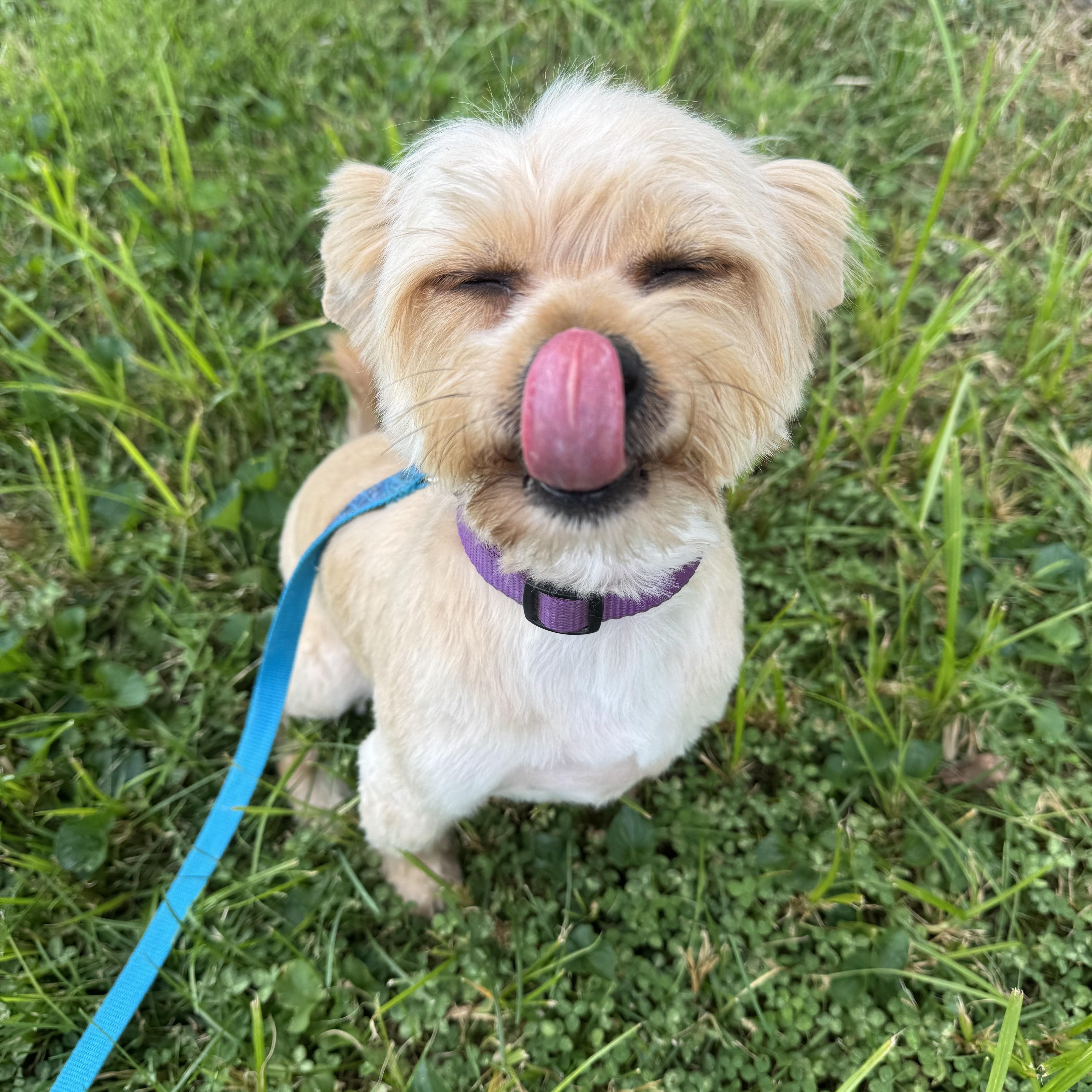 Benji! Happy Boy! thumbnail 7