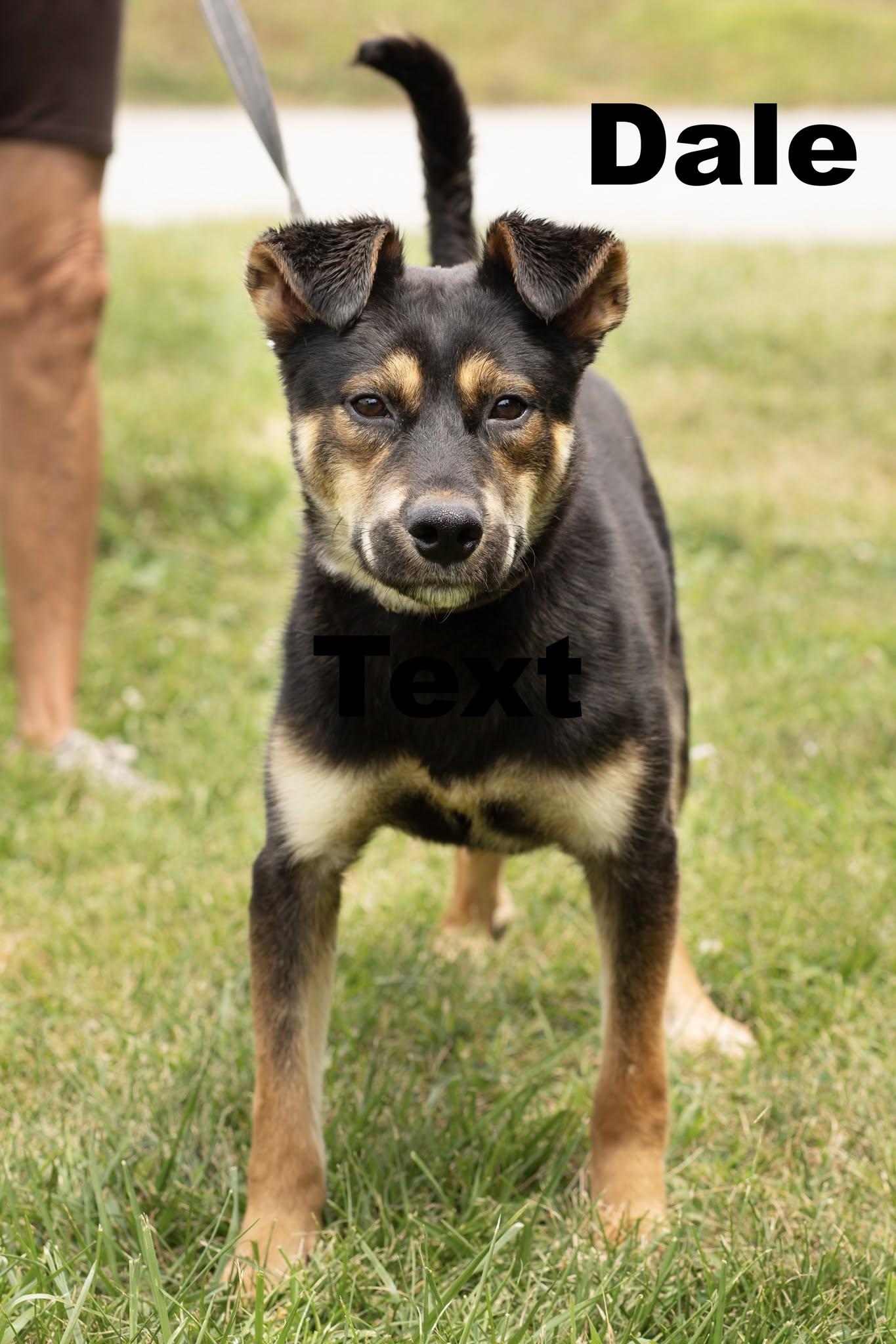 Dale, Adopted, Young Male Mixed Breed.