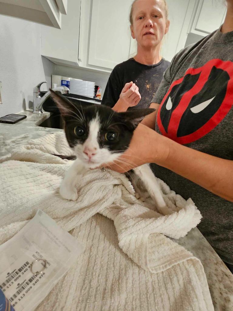 Placket, a Adoptable mixed breed in Richland Hills, TX image 1/2