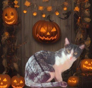 Enlarge Placket, a Adoptable mixed breed in Richland Hills, TX image 1/2