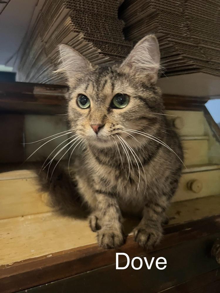 Dove, Adoptable, Young Female Domestic Long Hair.