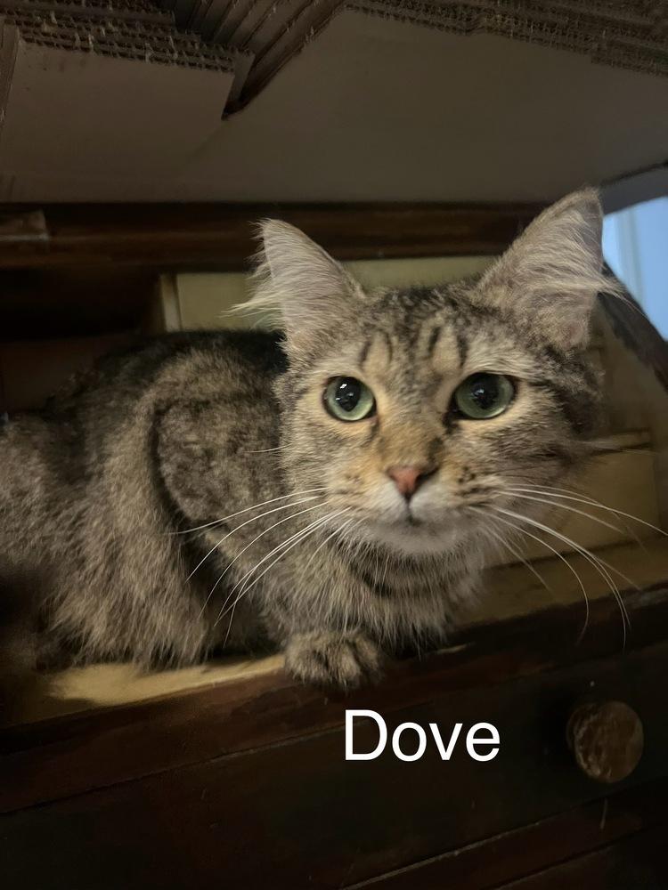Enlarge Dove, a Adoptable mixed breed in Plumerville, AR image 2/2
