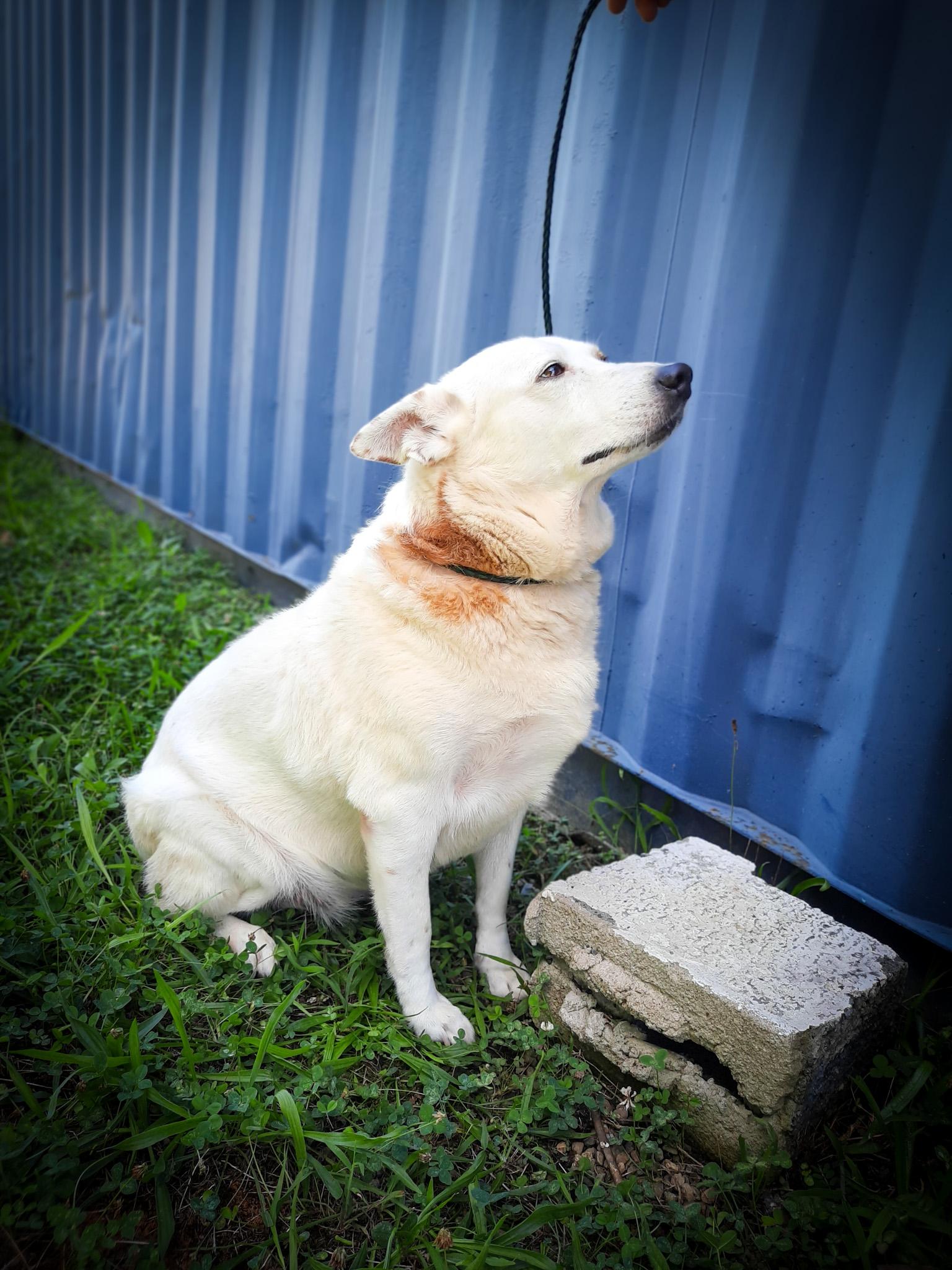 Enlarge Lady, a Adopted Australian Cattle Dog / Blue Heeler in Newport, TN image 1/6