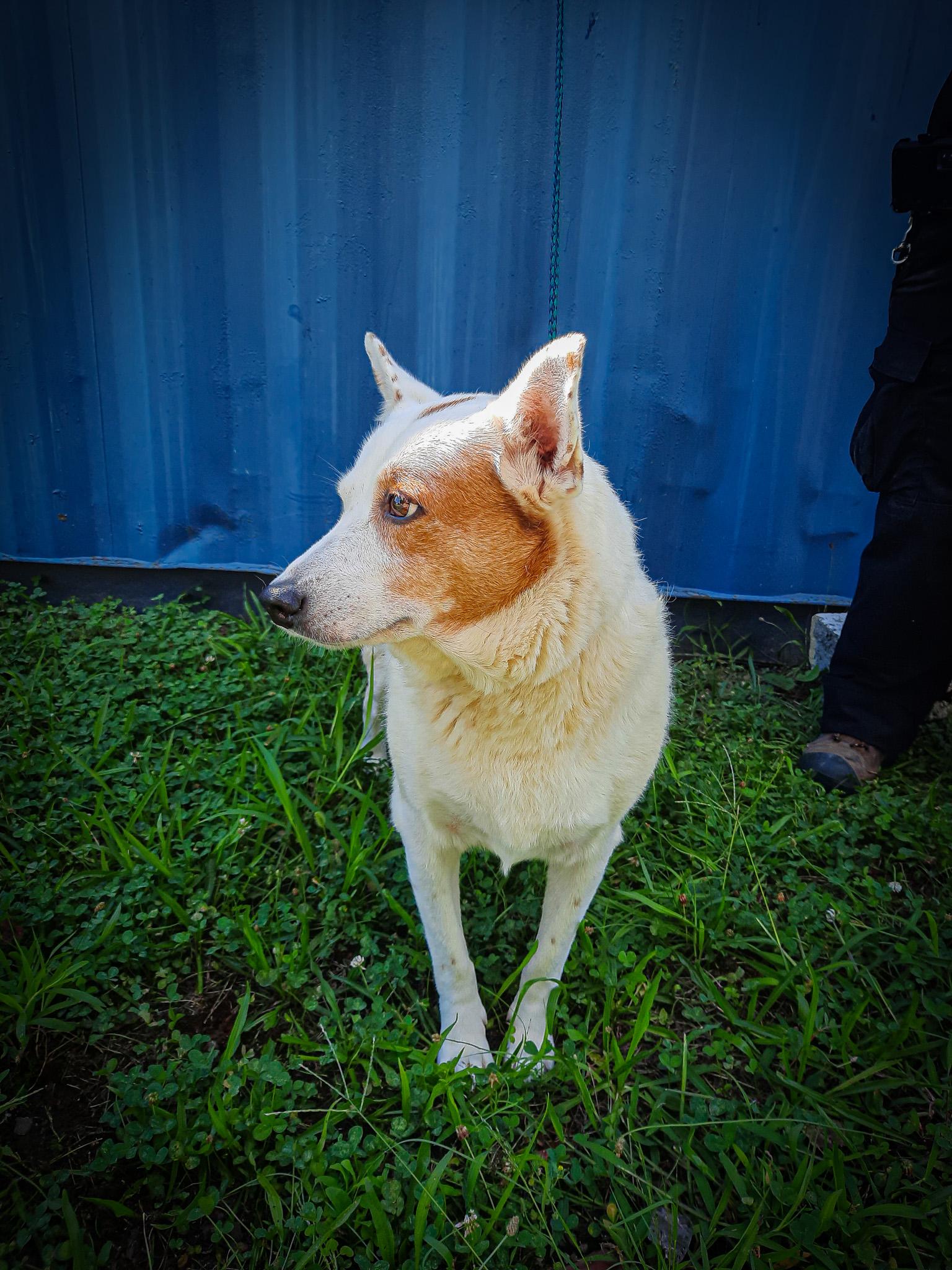 Enlarge Lady, a Adopted Australian Cattle Dog / Blue Heeler in Newport, TN image 2/6