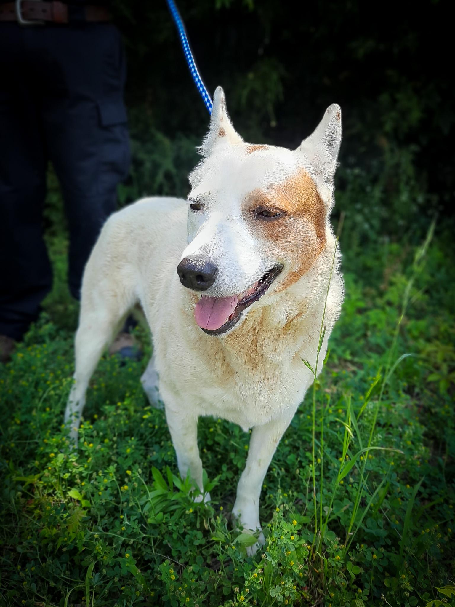 Enlarge Lady, a Adopted Australian Cattle Dog / Blue Heeler in Newport, TN image 3/6