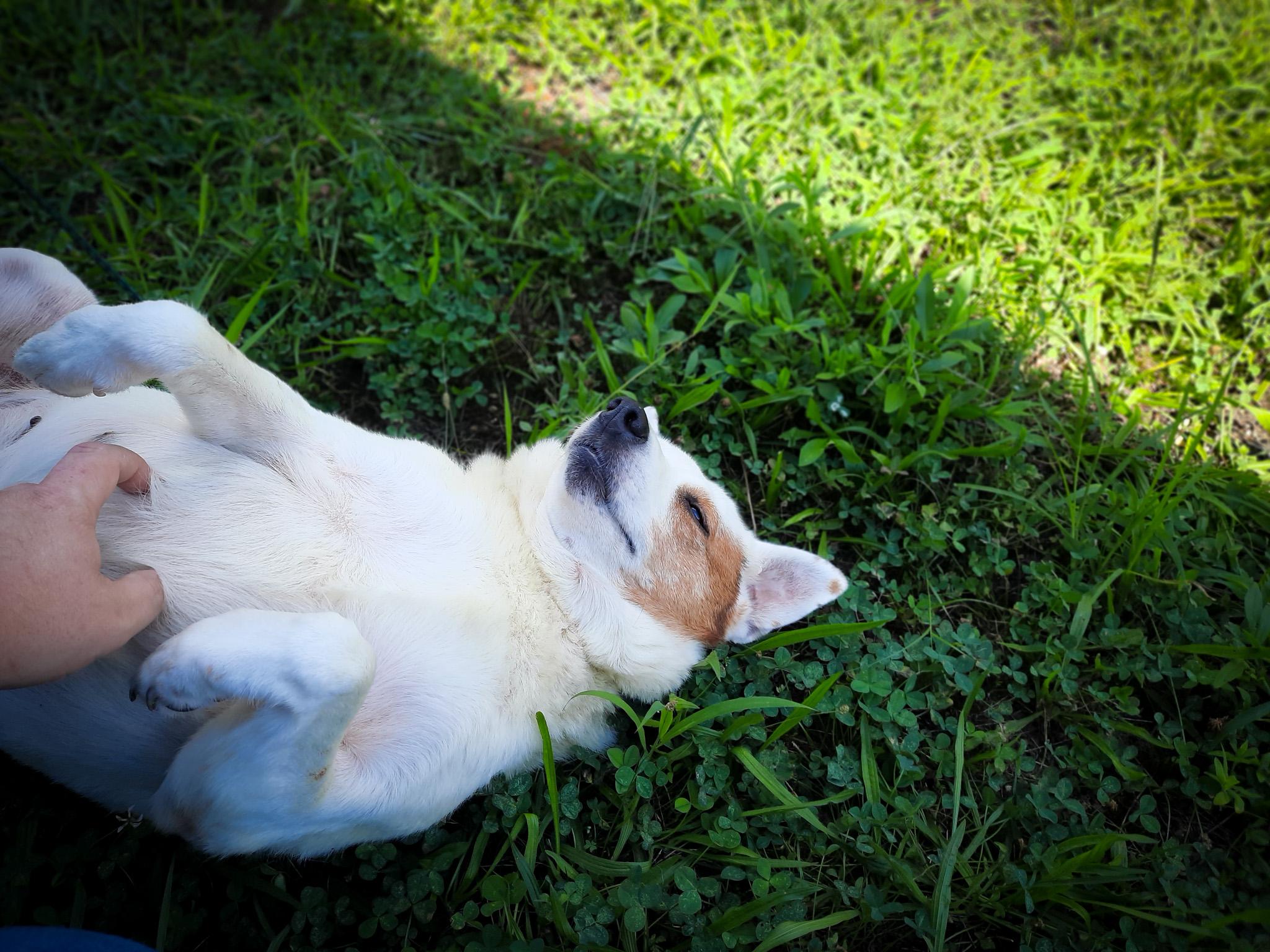 Enlarge Lady, a Adopted Australian Cattle Dog / Blue Heeler in Newport, TN image 4/6