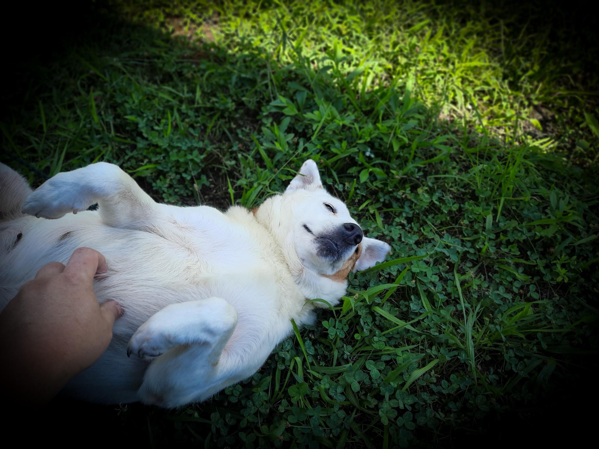 Enlarge Lady, a Adopted Australian Cattle Dog / Blue Heeler in Newport, TN image 5/6