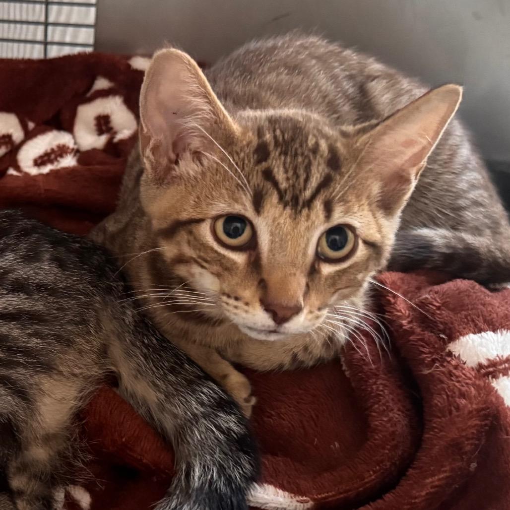 Ranger, Adoptable, Kitten Male Domestic Short Hair.