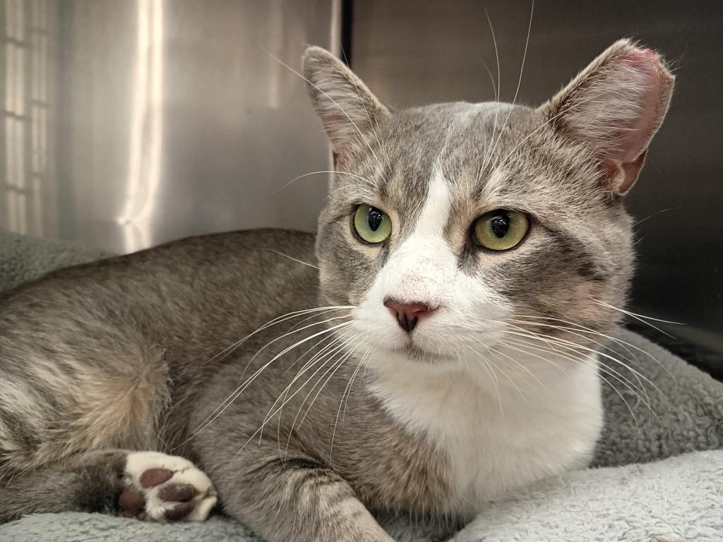 Baloo, Adoptable, Young Male Domestic Short Hair.