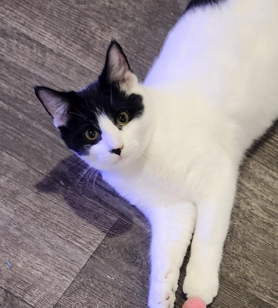 Enlarge Jack Daniel's, a Adoptable Domestic Short Hair in Stoney Creek, ON image 1/2